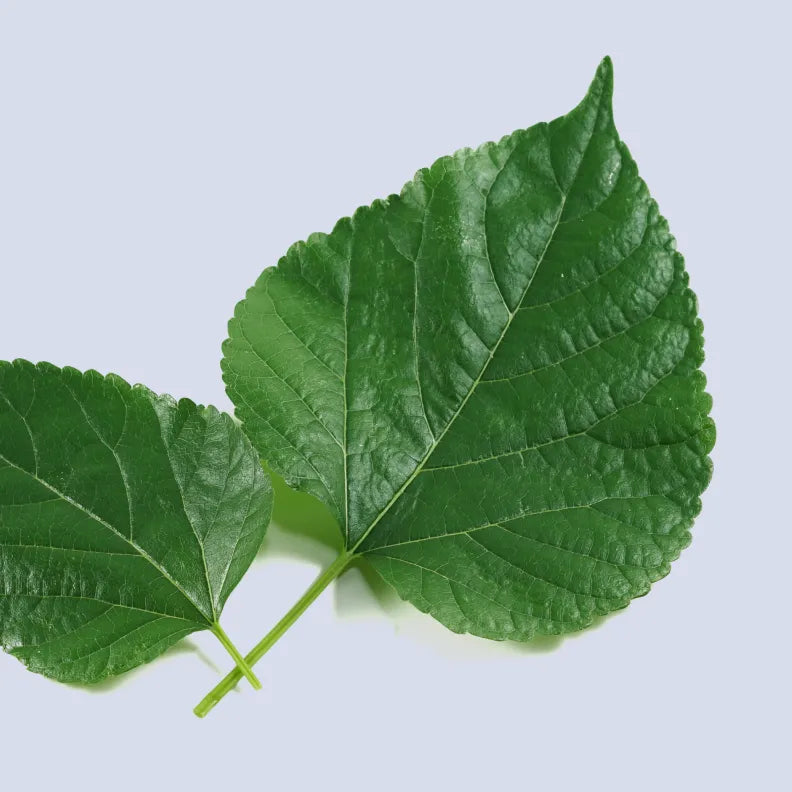 Close-up of a fresh, vibrant green mulberry leaf with jagged edges. The leaf is rich in texture, with veins clearly visible. Mulberry leaves are often used in natural remedies and supplements for managing PCOS symptoms, as they may help regulate blood sugar levels and improve hormonal balance.